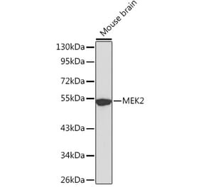 Western Blot - Anti-MEK2 Antibody (A12576) - Antibodies.com