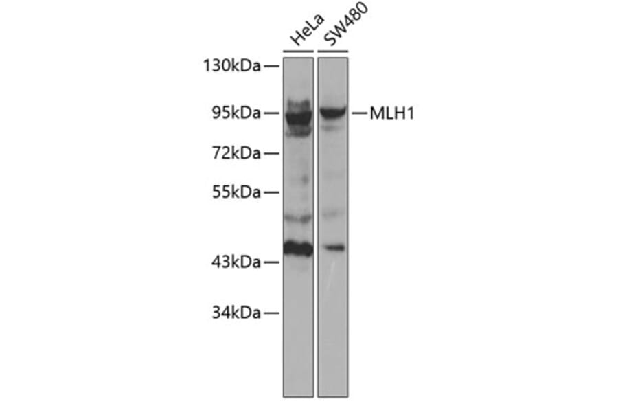 Western Blot - Anti-MLH1 Antibody (A0254) - Antibodies.com
