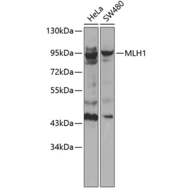 Western Blot - Anti-MLH1 Antibody (A0254) - Antibodies.com