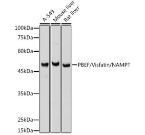 Western Blot - Anti-Visfatin Antibody (A12579) - Antibodies.com