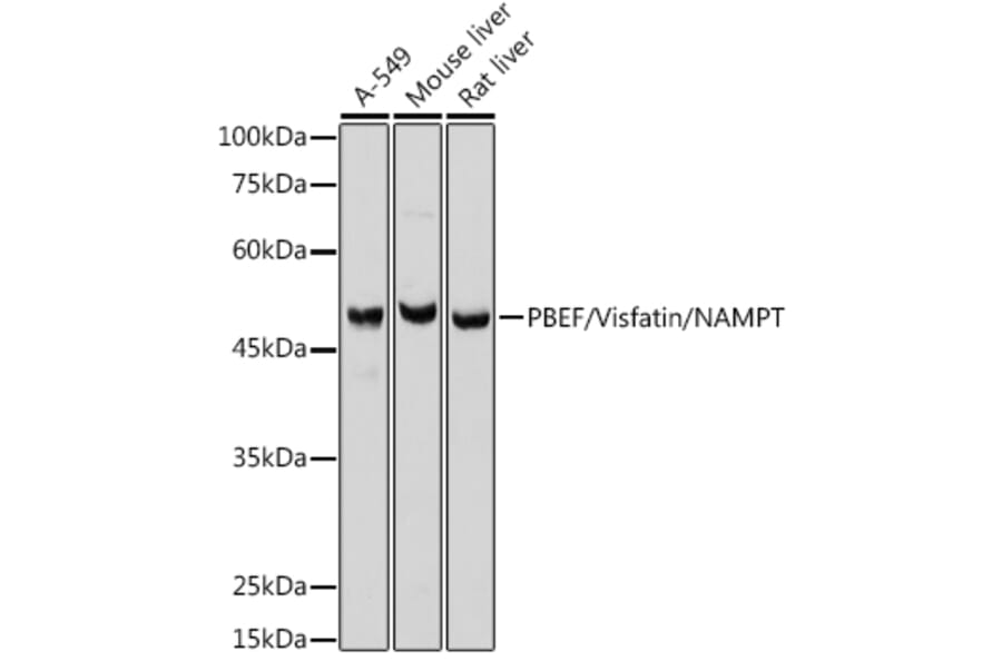 Western Blot - Anti-Visfatin Antibody (A12579) - Antibodies.com