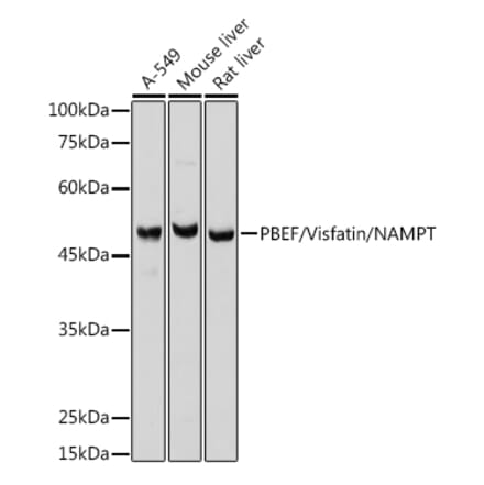 Western Blot - Anti-Visfatin Antibody (A12579) - Antibodies.com
