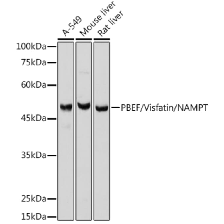 Western Blot - Anti-Visfatin Antibody (A12579) - Antibodies.com