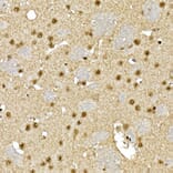 Immunohistochemistry - Anti-Visfatin Antibody (A12579) - Antibodies.com