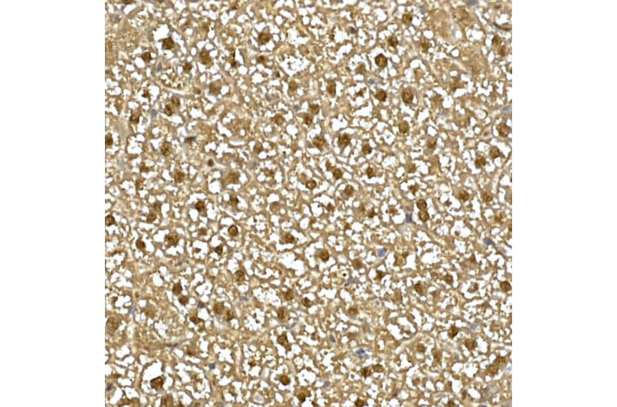 Immunohistochemistry - Anti-Visfatin Antibody (A12579) - Antibodies.com
