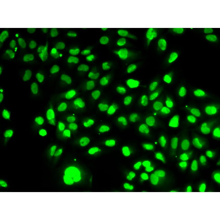 Immunofluorescence - Anti-Visfatin Antibody (A12579) - Antibodies.com