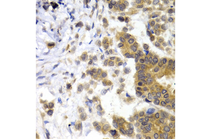 Immunohistochemistry - Anti-68kDa Neurofilament/NF-L Antibody (A12580) - Antibodies.com