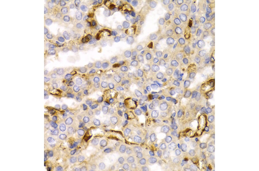 Immunohistochemistry - Anti-68kDa Neurofilament/NF-L Antibody (A12580) - Antibodies.com