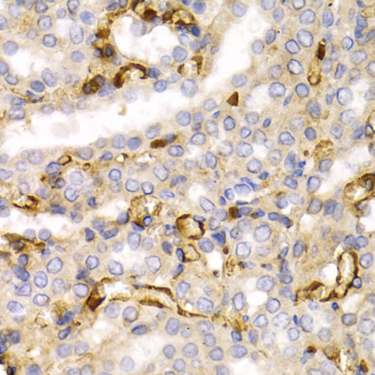Immunohistochemistry - Anti-68kDa Neurofilament/NF-L Antibody (A12580) - Antibodies.com