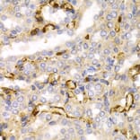 Immunohistochemistry - Anti-68kDa Neurofilament/NF-L Antibody (A12580) - Antibodies.com