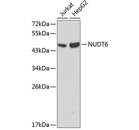 Western Blot - Anti-NUDT6 Antibody (A0260) - Antibodies.com