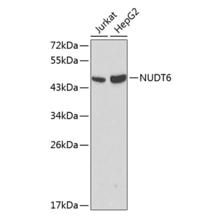 Western Blot - Anti-NUDT6 Antibody (A12582) - Antibodies.com