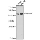 Western Blot - Anti-NUDT6 Antibody (A0260) - Antibodies.com
