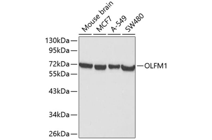 Western Blot - Anti-Noelin Antibody (A12583) - Antibodies.com
