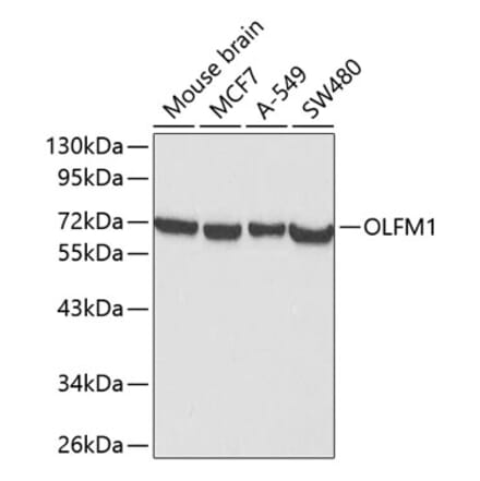 Western Blot - Anti-Noelin Antibody (A12583) - Antibodies.com
