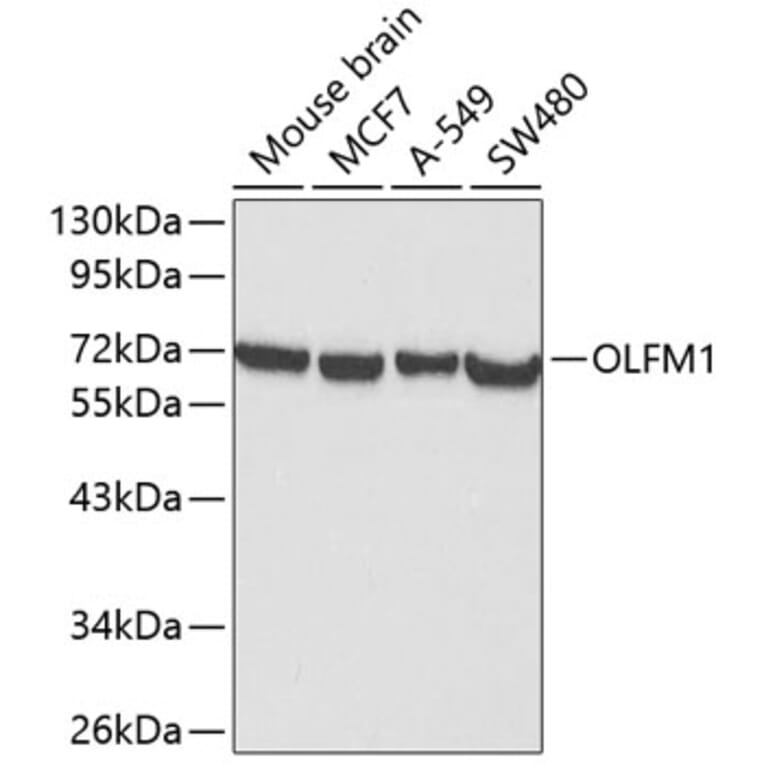 Western Blot - Anti-Noelin Antibody (A12583) - Antibodies.com