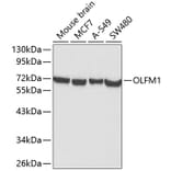 Western Blot - Anti-Noelin Antibody (A12583) - Antibodies.com