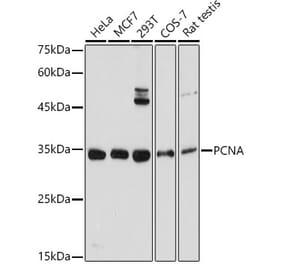 Western Blot - Anti-PCNA Antibody (A12584) - Antibodies.com