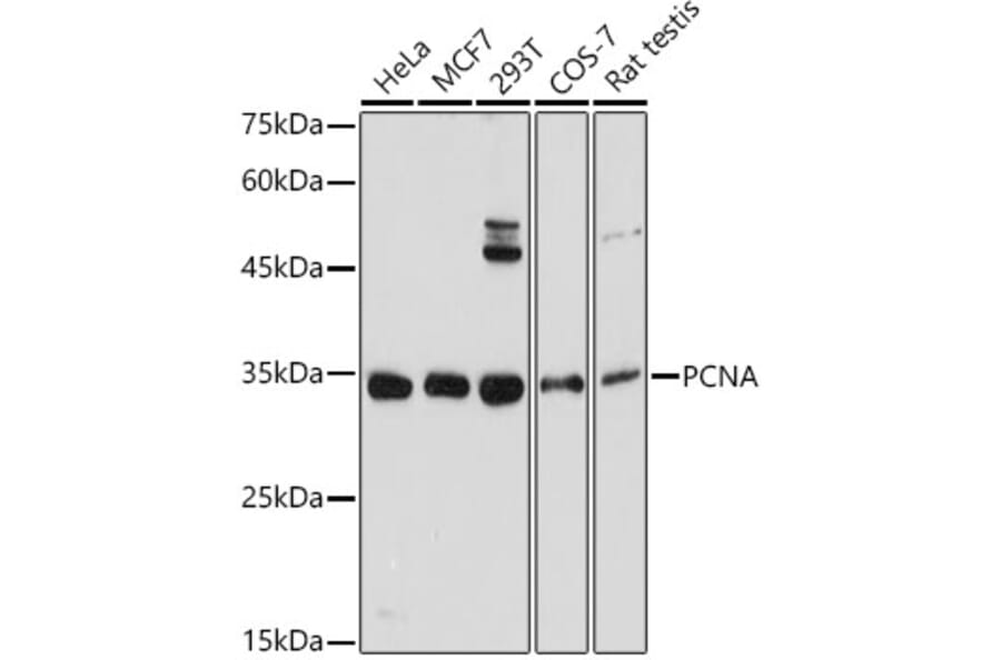 Western Blot - Anti-PCNA Antibody (A12584) - Antibodies.com
