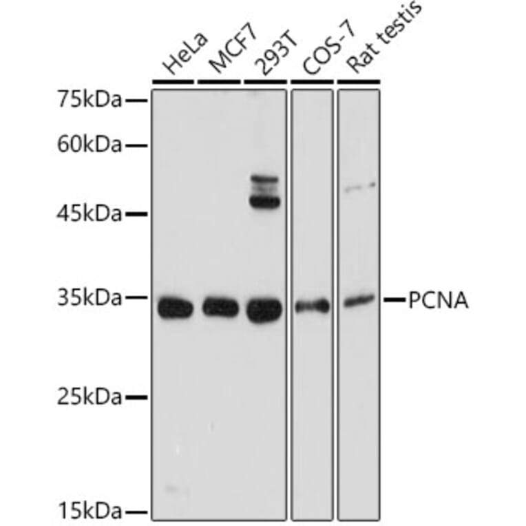 Western Blot - Anti-PCNA Antibody (A12584) - Antibodies.com