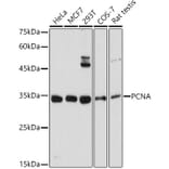 Western Blot - Anti-PCNA Antibody (A12584) - Antibodies.com