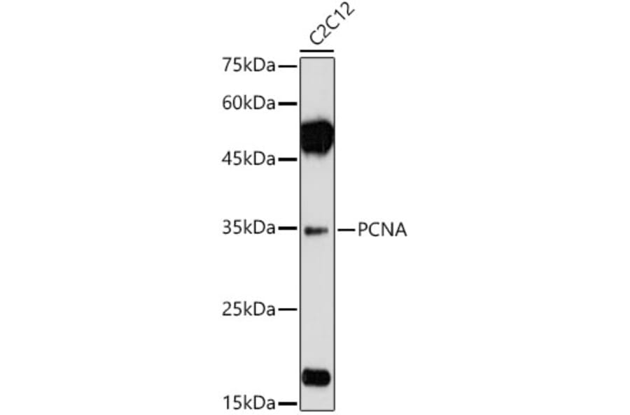 Western Blot - Anti-PCNA Antibody (A12584) - Antibodies.com