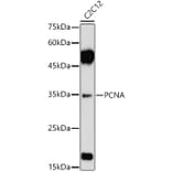 Western Blot - Anti-PCNA Antibody (A12584) - Antibodies.com