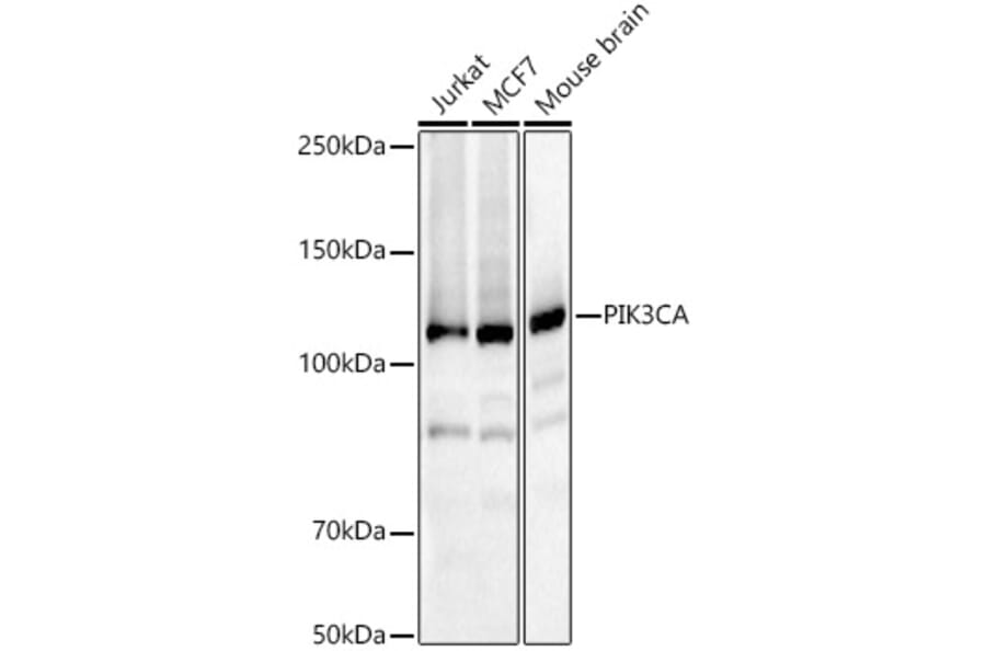 Western Blot - Anti-PI 3 Kinase catalytic subunit alpha/PIK3CA Antibody (A12585) - Antibodies.com