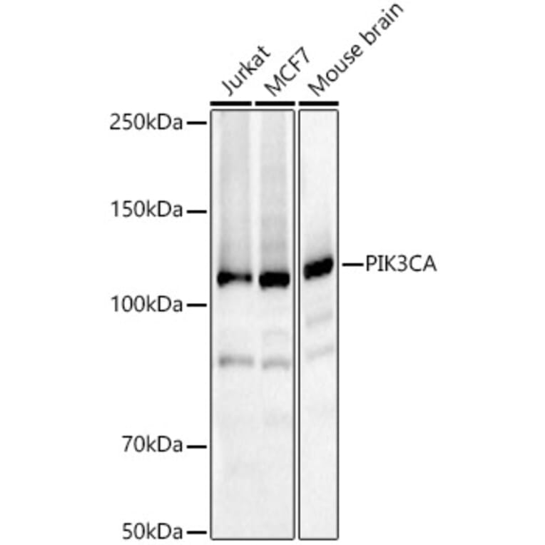 Western Blot - Anti-PI 3 Kinase catalytic subunit alpha/PIK3CA Antibody (A12585) - Antibodies.com