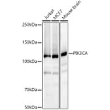 Western Blot - Anti-PI 3 Kinase catalytic subunit alpha/PIK3CA Antibody (A12585) - Antibodies.com