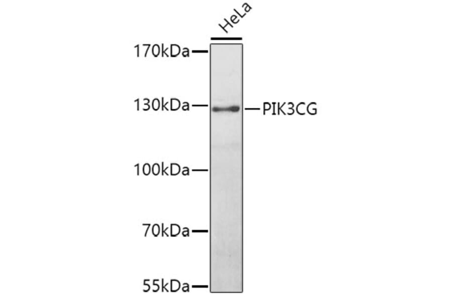 Western Blot - Anti-PI 3 Kinase catalytic subunit gamma/PI3K-gamma Antibody (A12586) - Antibodies.com