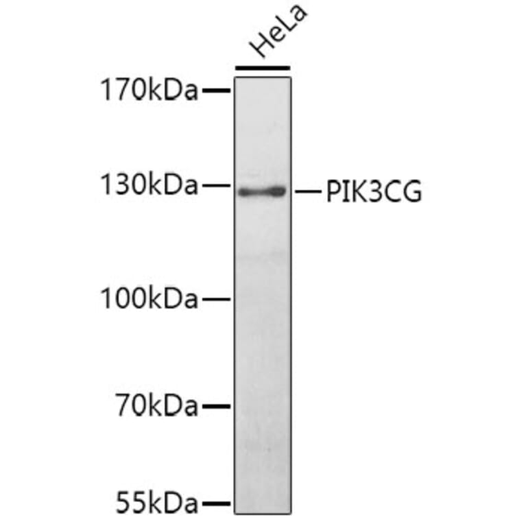 Western Blot - Anti-PI 3 Kinase catalytic subunit gamma/PI3K-gamma Antibody (A12586) - Antibodies.com