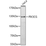 Western Blot - Anti-PI 3 Kinase catalytic subunit gamma/PI3K-gamma Antibody (A12586) - Antibodies.com