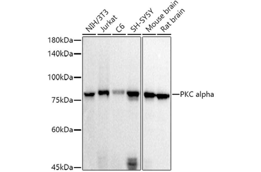 Western Blot - Anti-PKC alpha Antibody (A12587) - Antibodies.com
