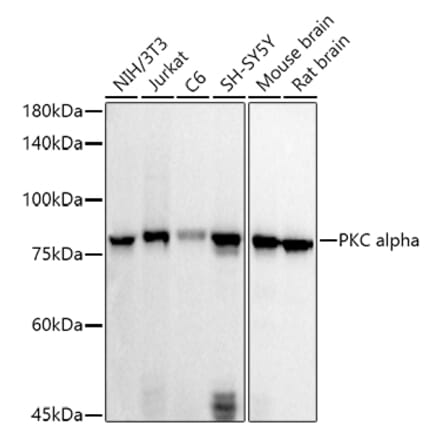 Western Blot - Anti-PKC alpha Antibody (A12587) - Antibodies.com