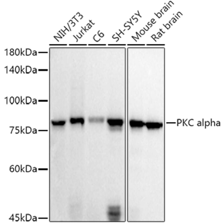 Western Blot - Anti-PKC alpha Antibody (A12587) - Antibodies.com