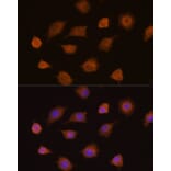 Immunofluorescence - Anti-PKM2 Antibody (A12588) - Antibodies.com