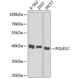 Western Blot - Anti-POLR1C Antibody (A12589) - Antibodies.com