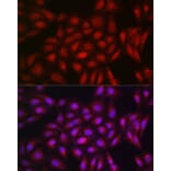 Immunofluorescence - Anti-PPAR gamma Antibody (A12590) - Antibodies.com