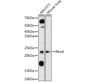 Western Blot - Anti-RhoA Antibody (A12591) - Antibodies.com