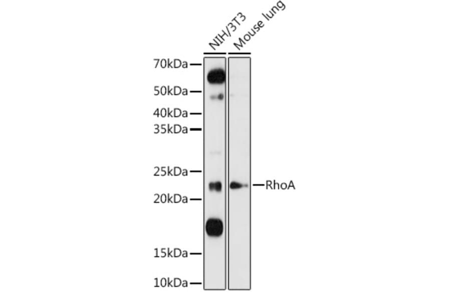 Western Blot - Anti-RhoA Antibody (A12591) - Antibodies.com