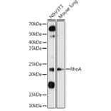 Western Blot - Anti-RhoA Antibody (A12591) - Antibodies.com