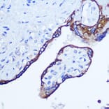 Immunohistochemistry - Anti-RhoA Antibody (A12591) - Antibodies.com