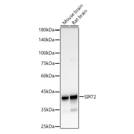 Western Blot - Anti-SIRT2 Antibody (A12592) - Antibodies.com