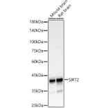 Western Blot - Anti-SIRT2 Antibody (A12592) - Antibodies.com