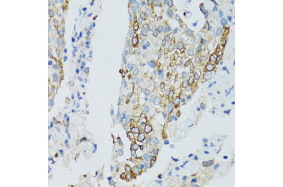 Immunohistochemistry - Anti-SIRT2 Antibody (A12592) - Antibodies.com