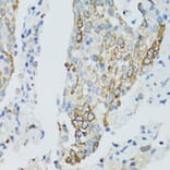 Immunohistochemistry - Anti-SIRT2 Antibody (A12592) - Antibodies.com