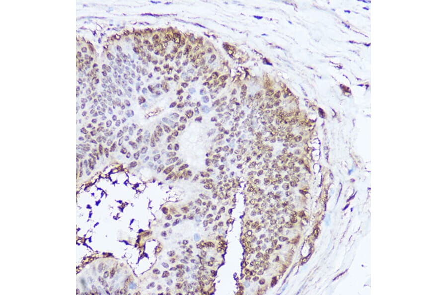 Immunohistochemistry - Anti-Superoxide Dismutase 1 Antibody (A12593) - Antibodies.com