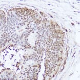Immunohistochemistry - Anti-Superoxide Dismutase 1 Antibody (A12593) - Antibodies.com