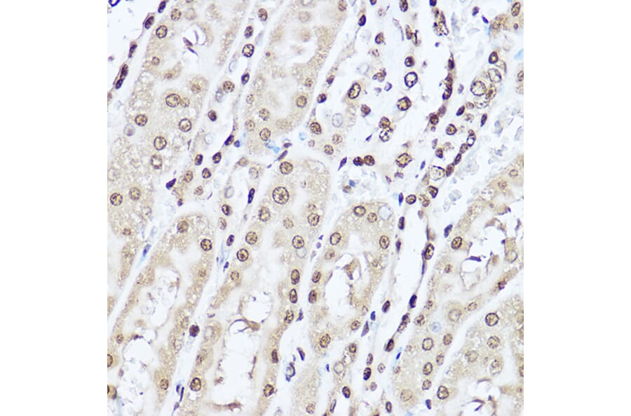 Immunohistochemistry - Anti-Superoxide Dismutase 1 Antibody (A12593) - Antibodies.com